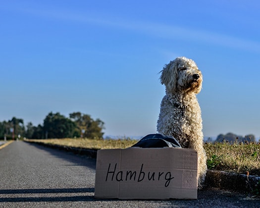 Hund mit Schild