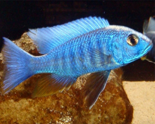 Buntbarsch azur